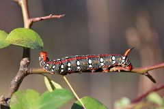 Raupe vom Wolfsmilchschwärmer