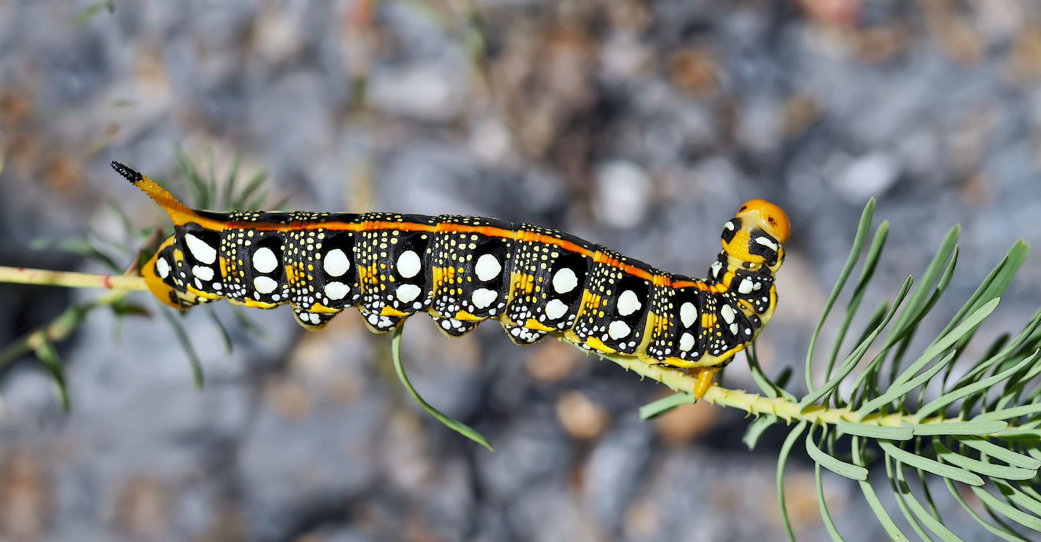 Raupe vom Wolfsmilchschwärmer (Hyles euphorbiae). - Chenille du Sphinx de l'Euphorbe. 