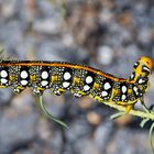 Raupe vom Wolfsmilchschwärmer (Hyles euphorbiae). - Chenille du Sphinx de l'Euphorbe. 