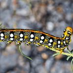 Raupe vom Wolfsmilchschwärmer (Hyles euphorbiae). - Chenille du Sphinx de l'Euphorbe. 