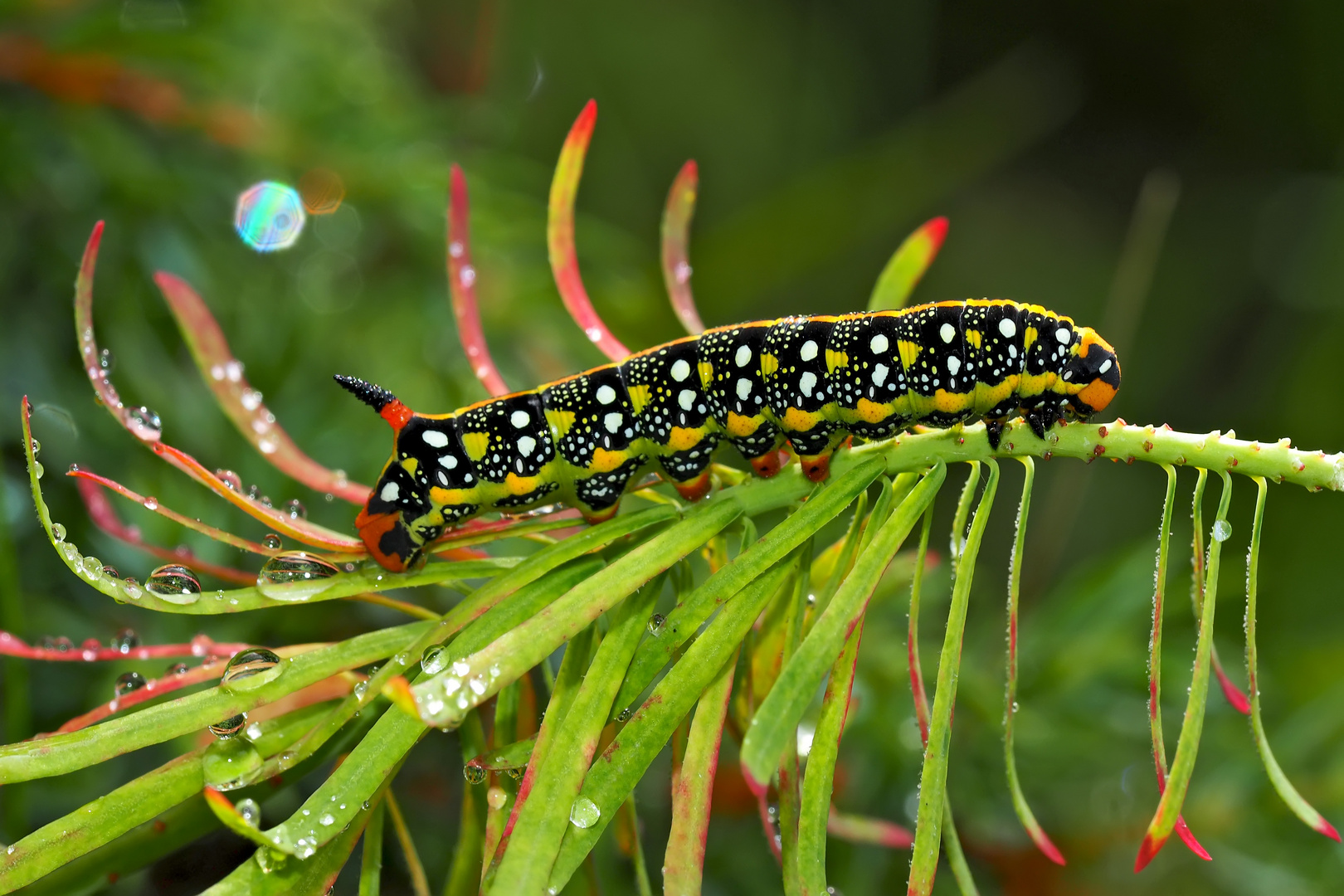 Raupe vom Wolfsmilchschwärmer (Hyles euphorbiae) - Chenille du Sphinx de l'Euphorbe. Photo 1