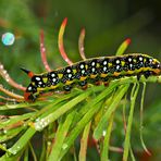 Raupe vom Wolfsmilchschwärmer (Hyles euphorbiae) - Chenille du Sphinx de l'Euphorbe. Photo 1