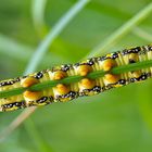  Raupe vom Wolfsmilchschwärmer (Hyles euphorbiae): Unterseite! - Chenille du Sphinx de l’Euphorbe.