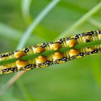  Raupe vom Wolfsmilchschwärmer (Hyles euphorbiae): Unterseite! - Chenille du Sphinx de l’Euphorbe.