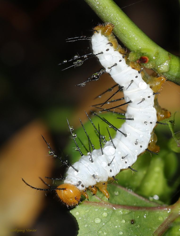 Raupe vom Zebrafalter