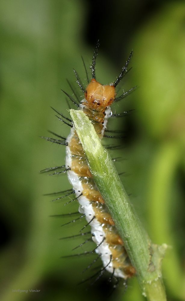 Raupe vom Zebrafalter