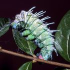 Raupe von Attacus atlas, dem Atlasspinner