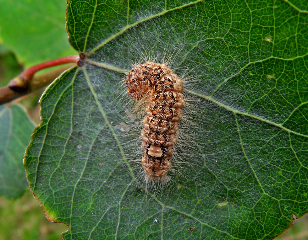 Raupe von der Aueneule