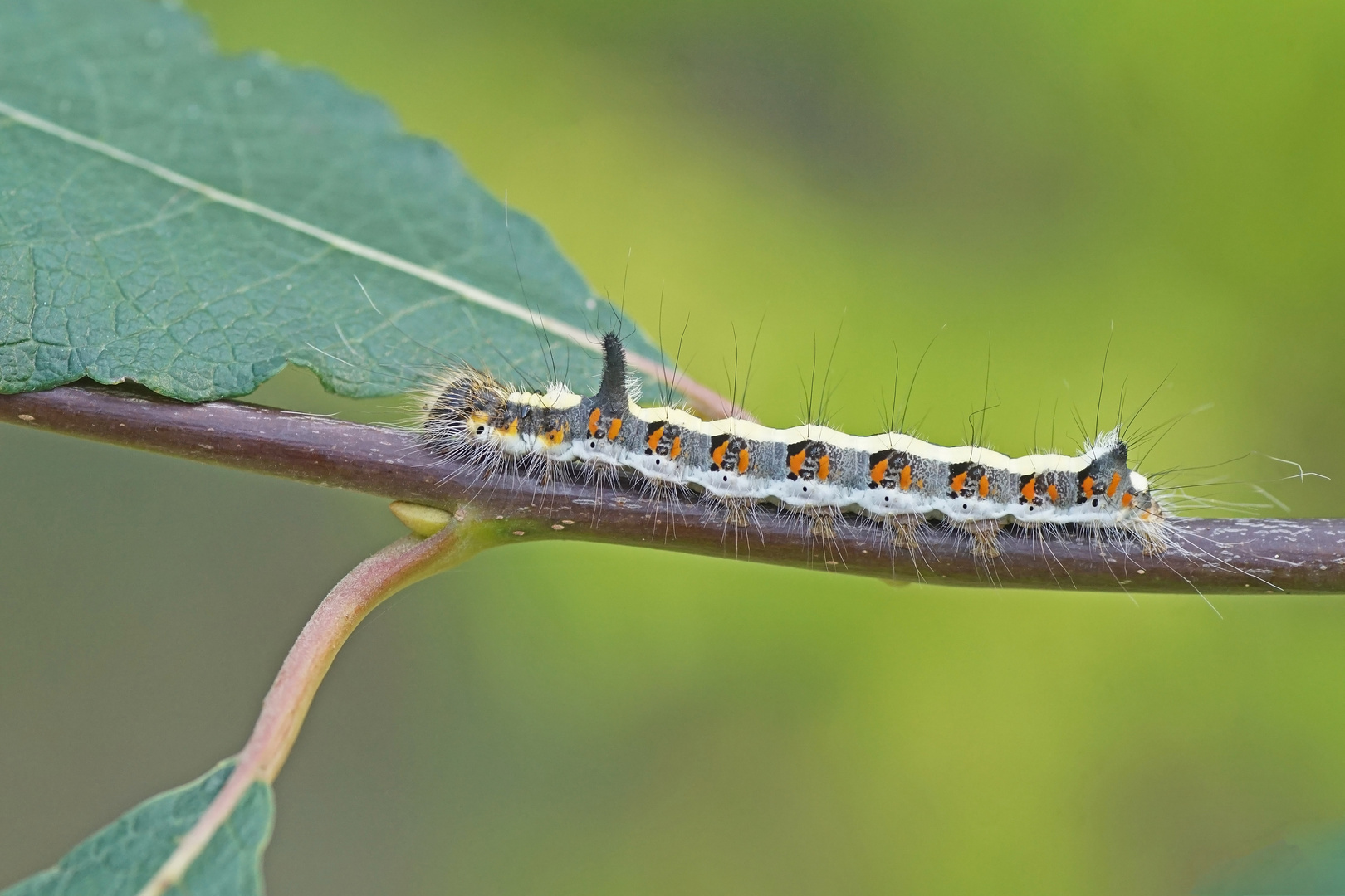 Raupe von der Pfeileule (Acronicta psi)