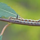 Raupe von der Pfeileule (Acronicta psi)