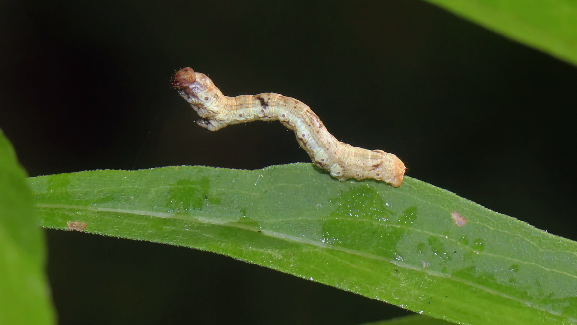 Raupe von Ectropis crepuscularia