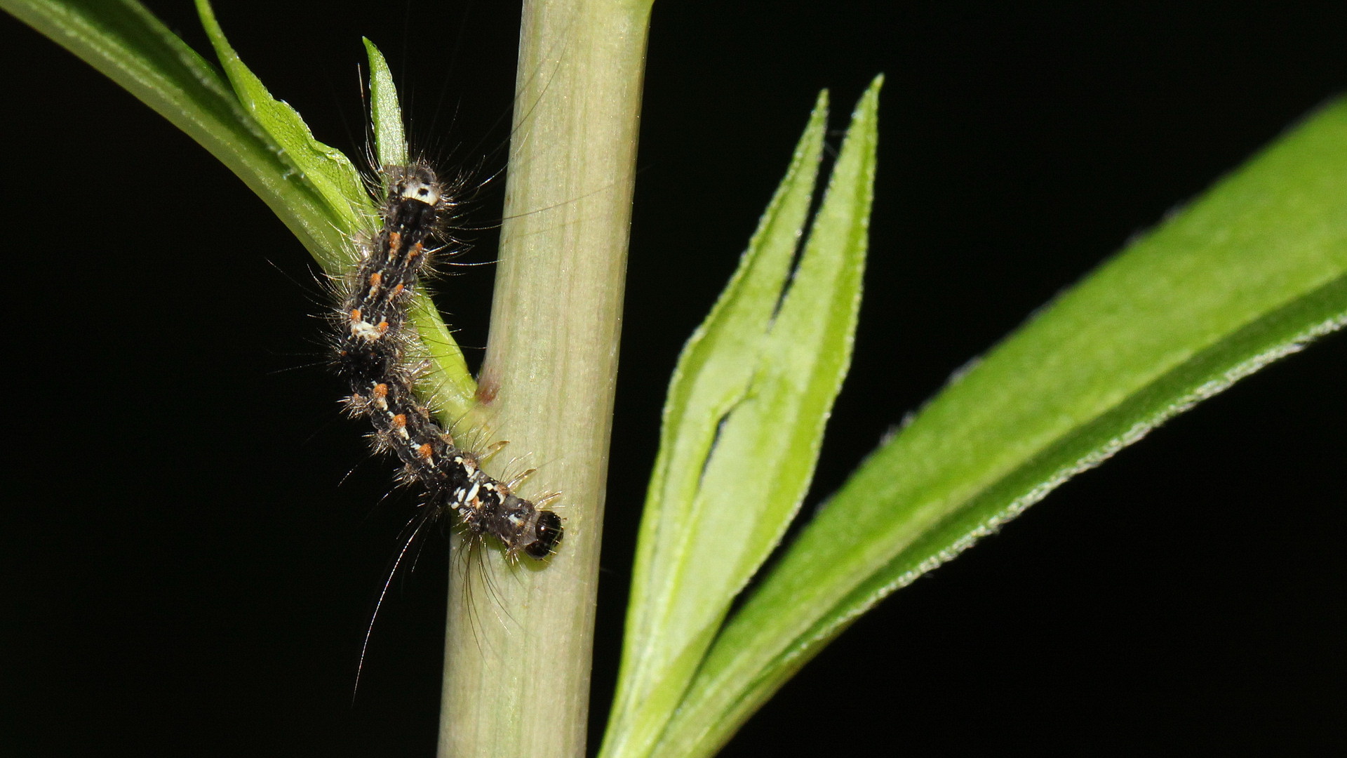 Raupe von Eilema sororcula