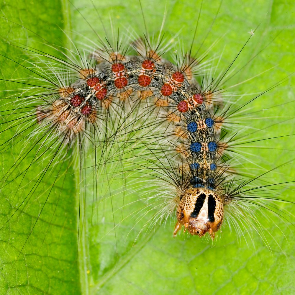 Raupe von einem Schwammspinner (Lymatria dispar) - Carterpillar from Lymatria dispar