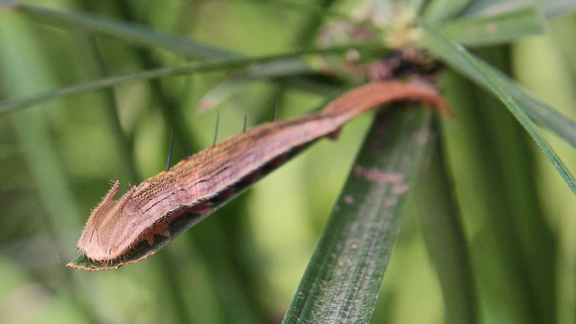 Raupe von Eryphanis polyxena auf Bambus (IMG_5240n_ji)