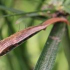 Raupe von Eryphanis polyxena auf Bambus (IMG_5240n_ji)