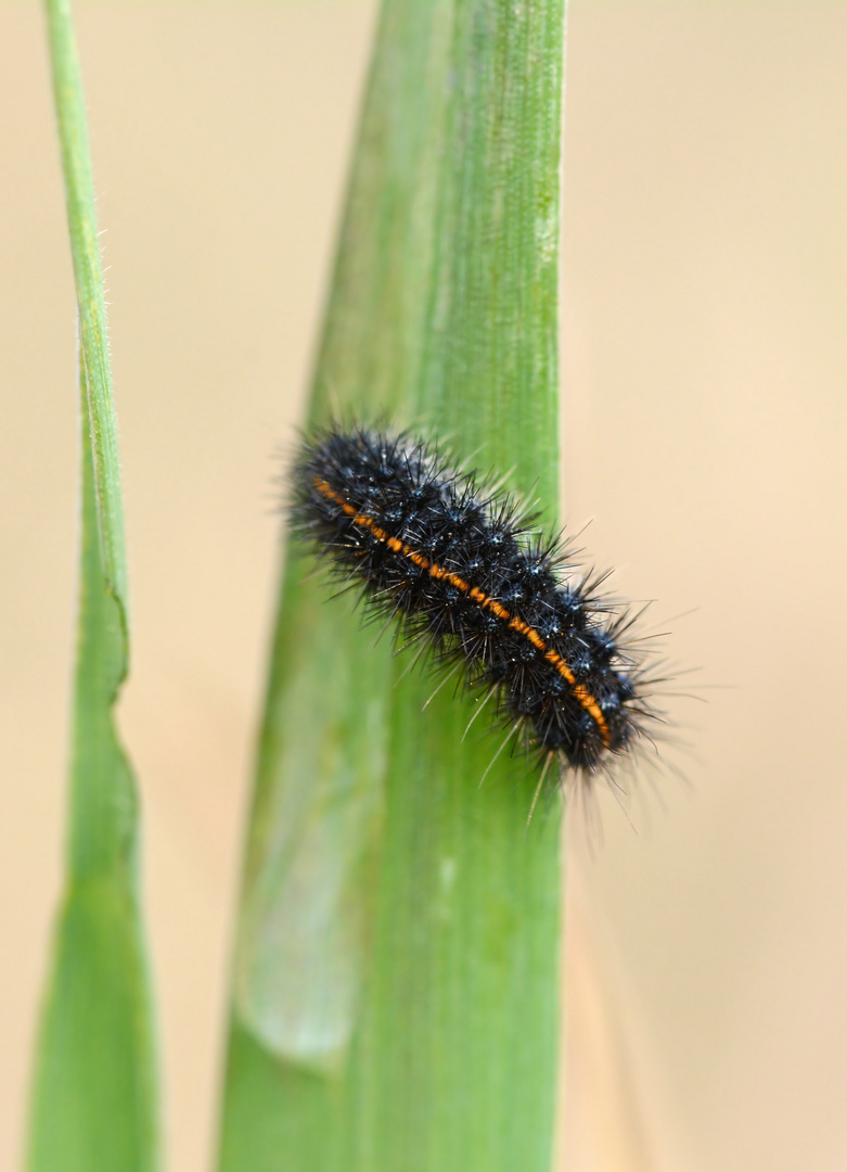 Raupe von Gestreiftem Grasbär