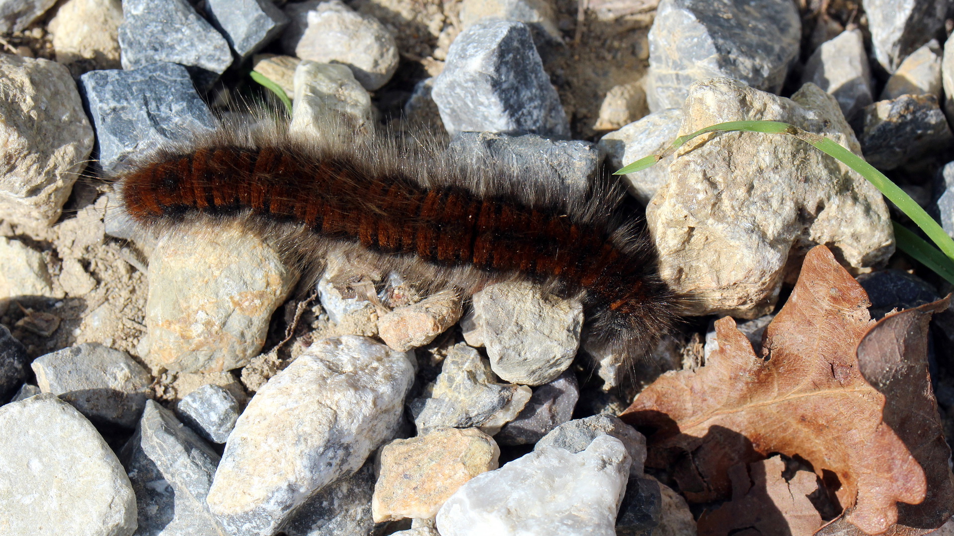 Raupe von Macrothylacia rubi