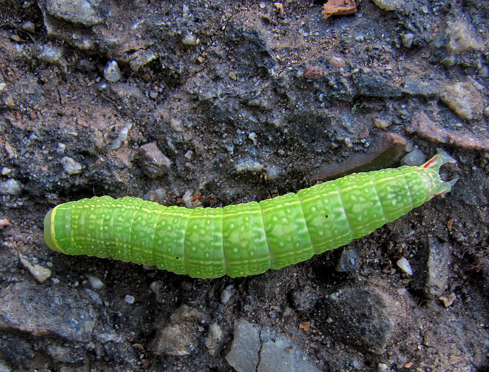 Raupe von oben