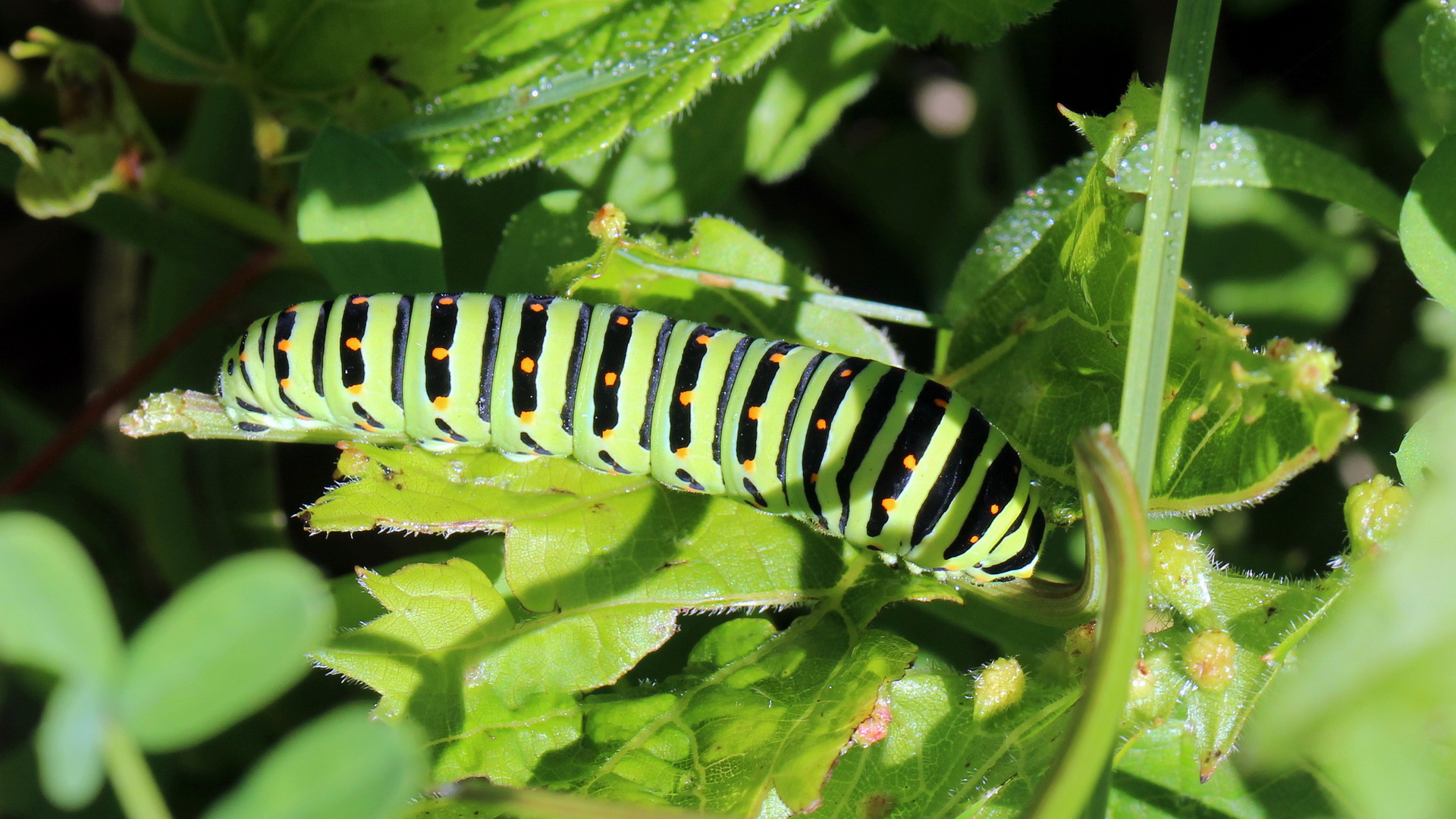 Raupe von Papilio machaon