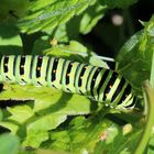 Raupe von Papilio machaon