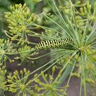 Raupe von Papilio machaon (Schwalbenschwanz)