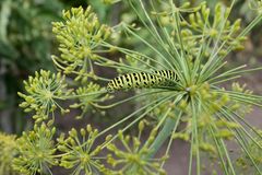 Raupe von Papilio machaon (Schwalbenschwanz)