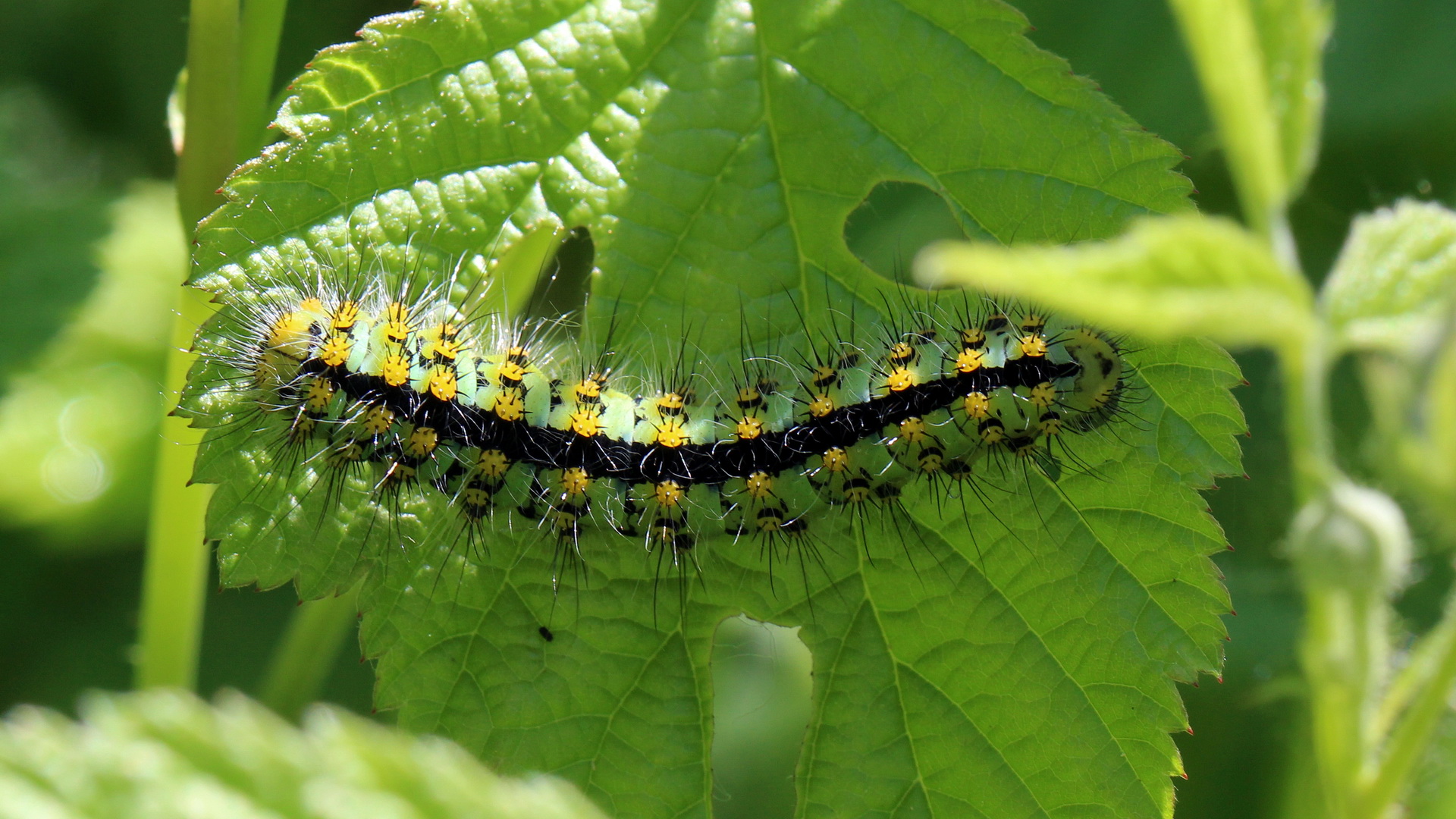 Raupe von Saturnia pavoniella