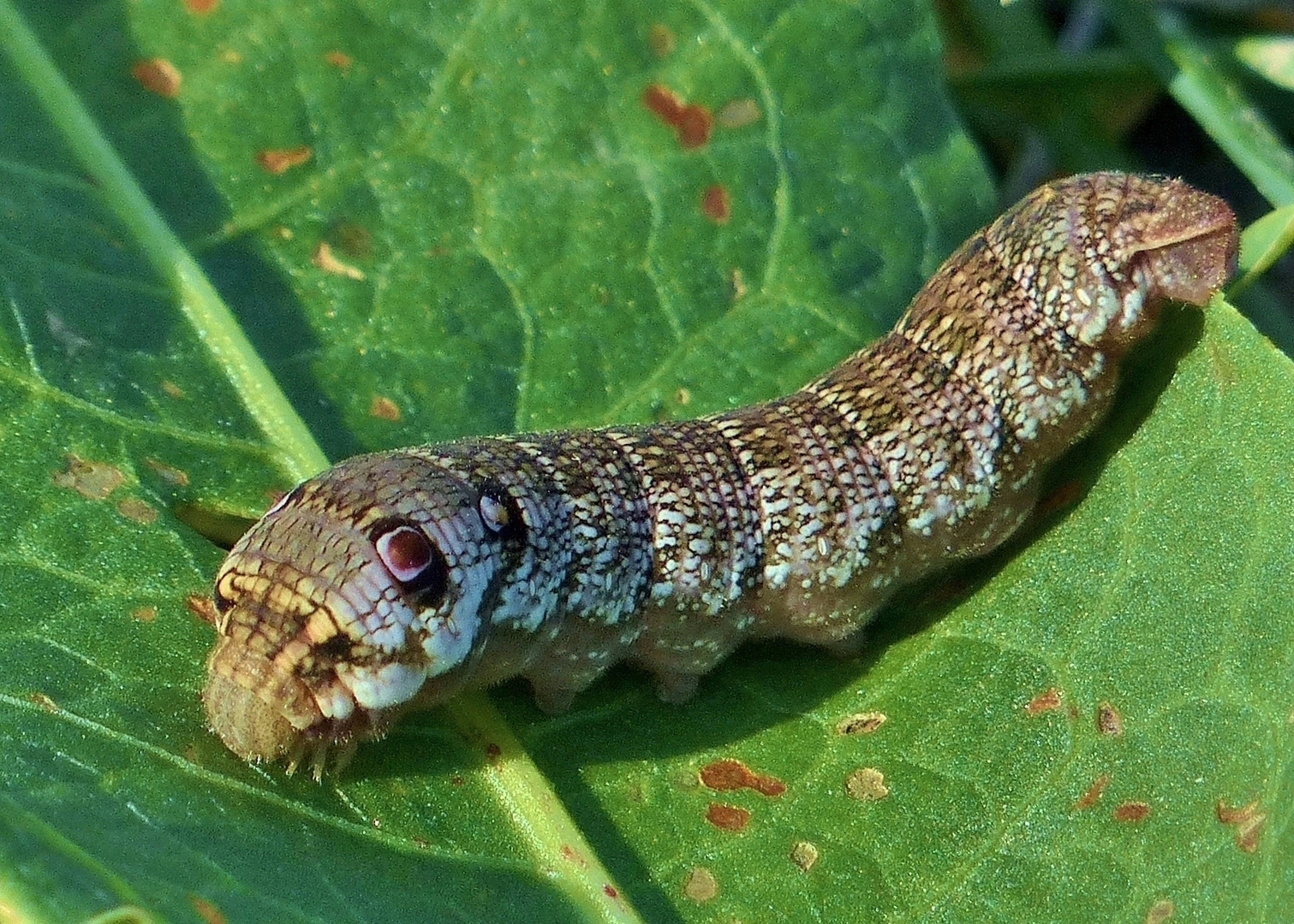 Raupe von Schmetterling "kleiner Weinschwärmer"