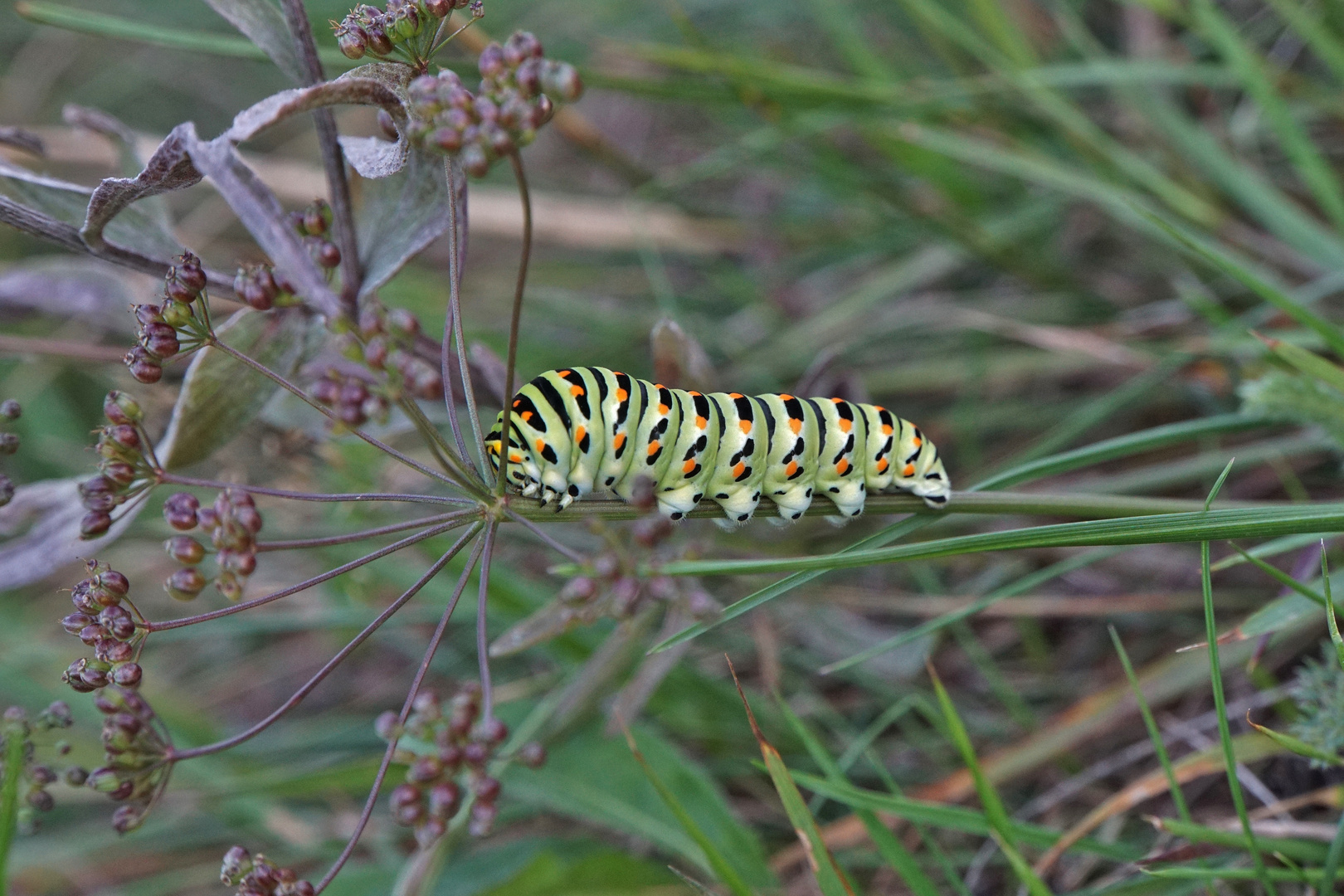 Raupe von Schwalbenschwanz 02