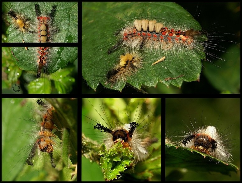 RAUPE VON WELT TRÄGT ZÖPFCHEN