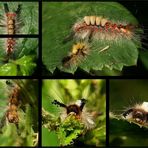 RAUPE VON WELT TRÄGT ZÖPFCHEN