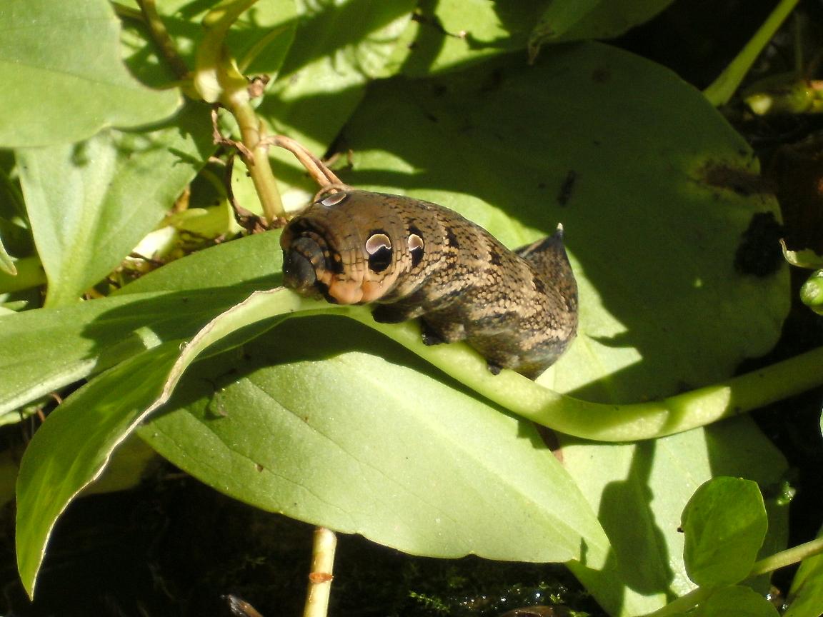 Raupe Weimschwärmer