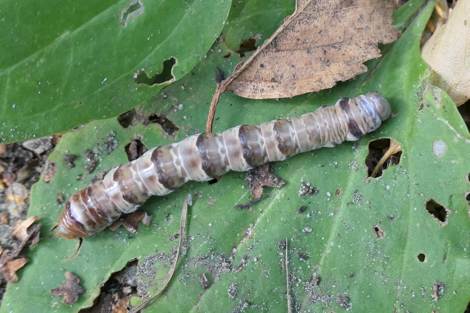 Raupe - Welcher Schmetterling?