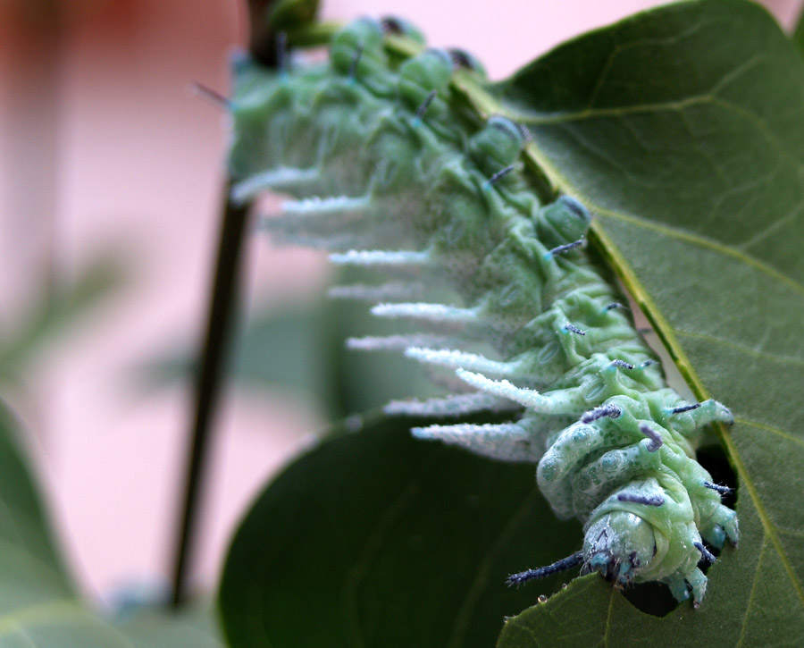 Raupe zum Schmetterling 1