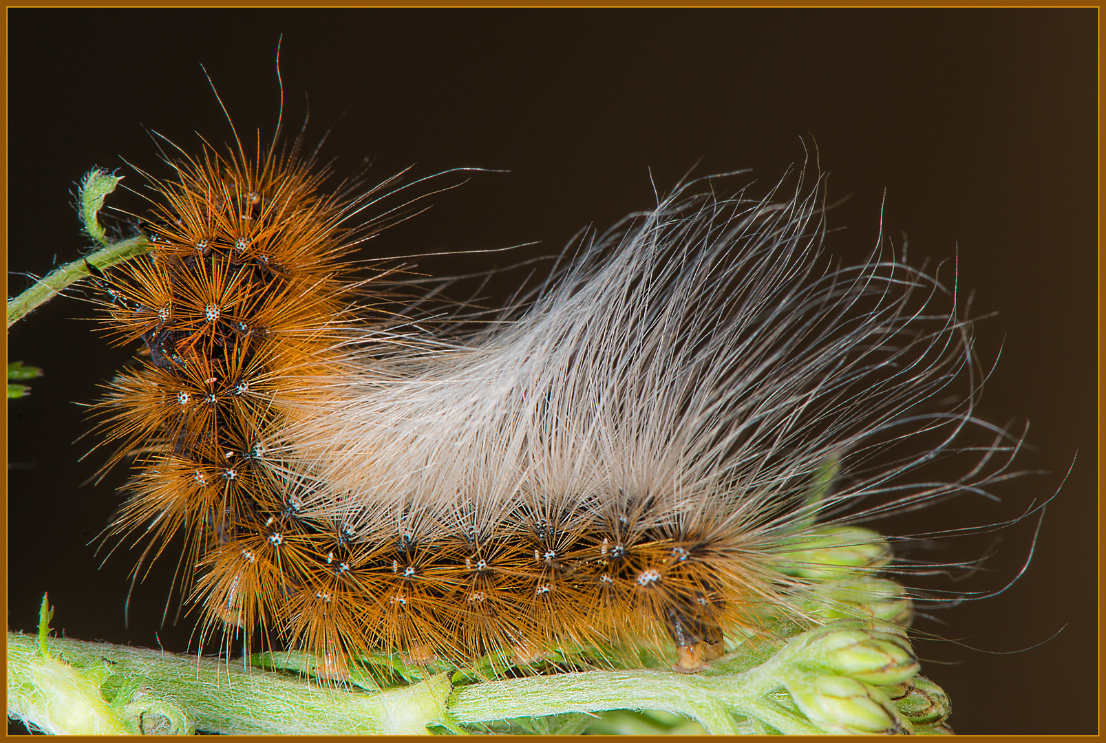 Raupe zum Schmetterling Brauner Bär