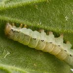 Raupe01