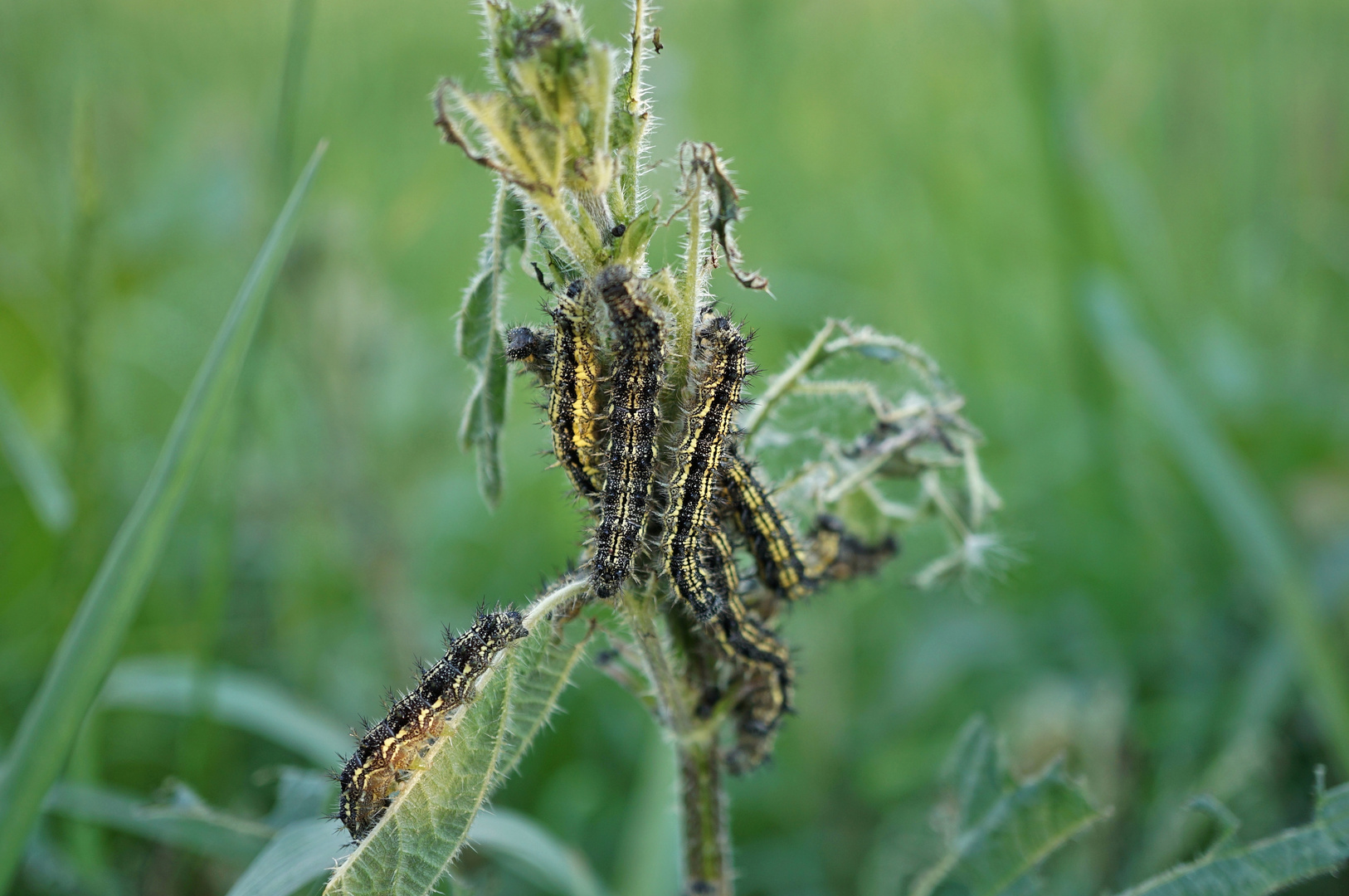 Raupe_09: kleiner Fuchs Foto & Bild | natur, insekten, tiere Bilder auf ... Raupe_09: kleiner Fuchs Foto & Bild | natur, insekten, tiere Bilder auf ...