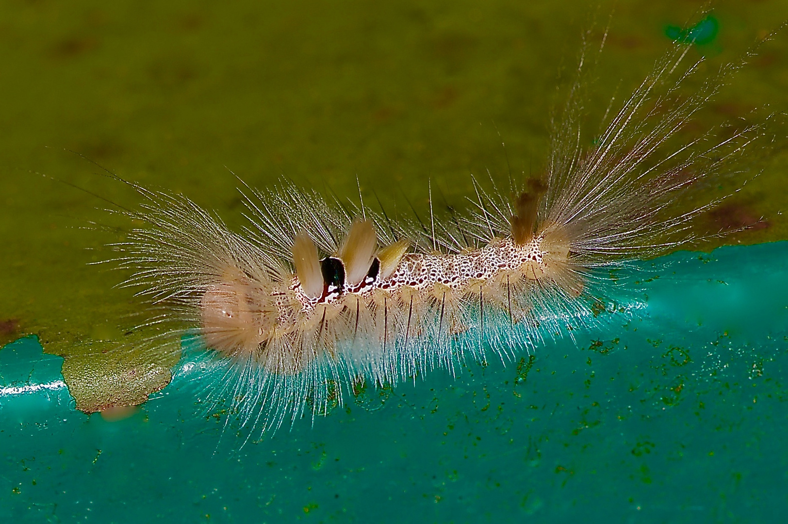 Raupe,Borneo,Sabah