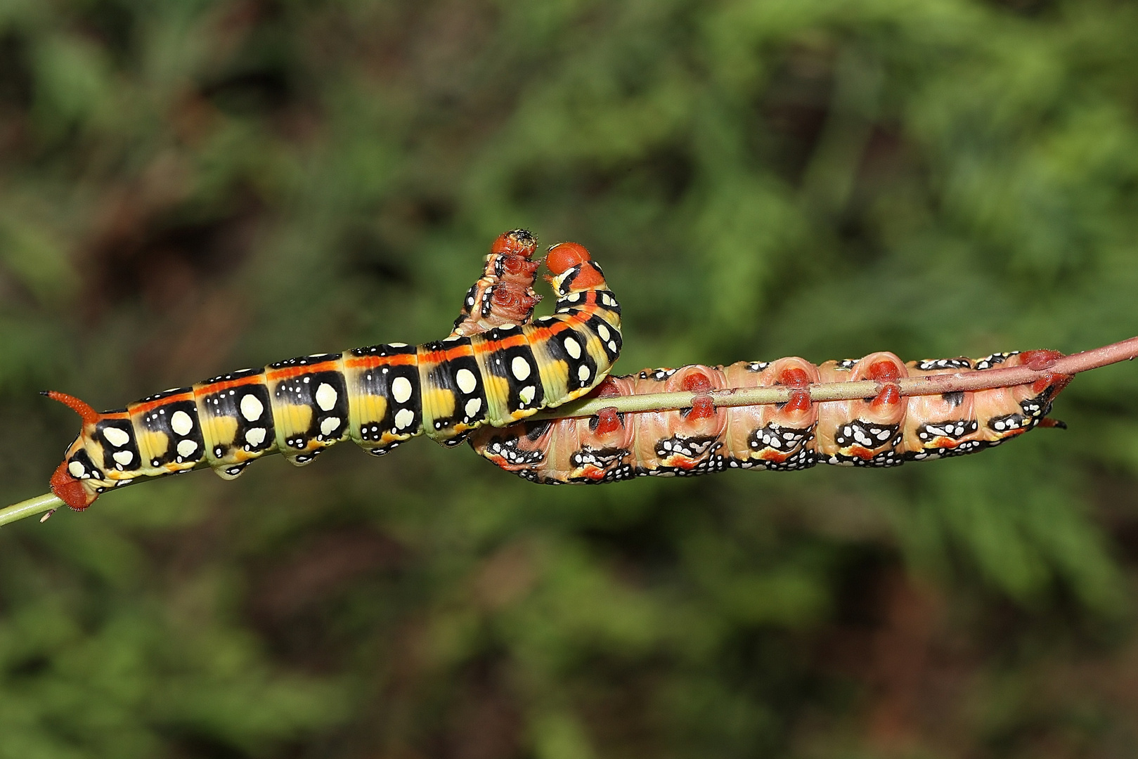 Raupen 3 Foto & Bild tiere, wildlife, insekten Bilder auf