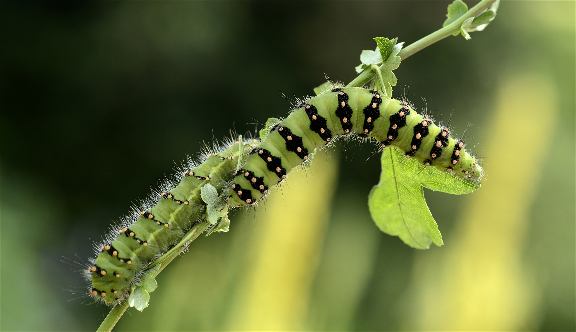 Raupen Foto & Bild | natur, nachtfalter, insekten Bilder auf fotocommunity