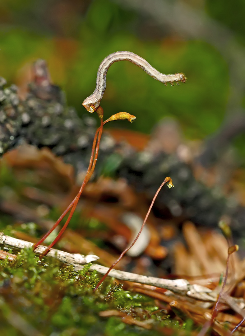 Raupen-Akrobatik auf Moossporenkapseln! - Acrobatie d'une chenille sur des capsules de spores!  2.