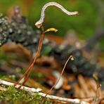 Raupen-Akrobatik auf Moossporenkapseln! - Acrobatie d'une chenille sur des capsules de spores!  2.