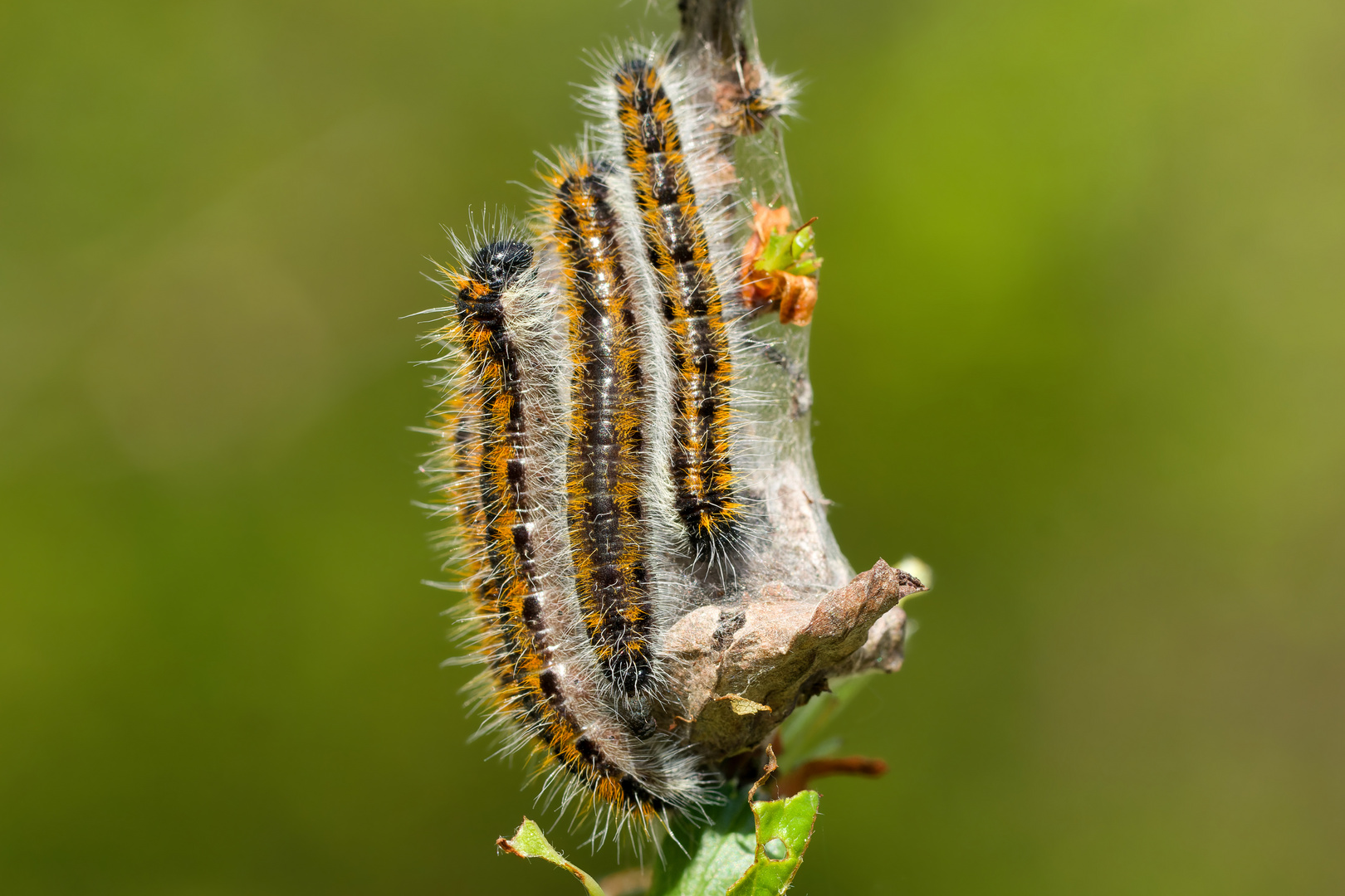  Raupen Baumweißling (Aporia crataegi)