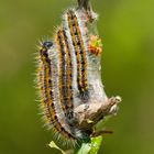  Raupen Baumweißling (Aporia crataegi)