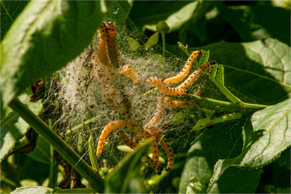 Raupen der Gespinstmotte Foto & Bild natur, insekten, tiere Bilder