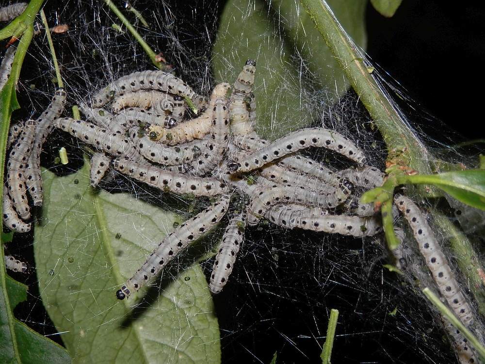 Raupen der Gespinstmotte (Yponomeutidae)