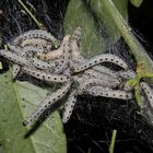 Raupen der Gespinstmotte (Yponomeutidae)