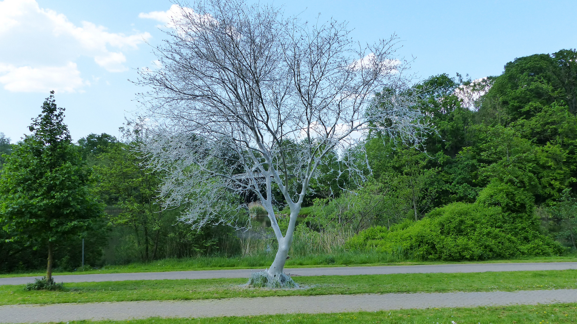 Raupen der Gespinstmotten 5