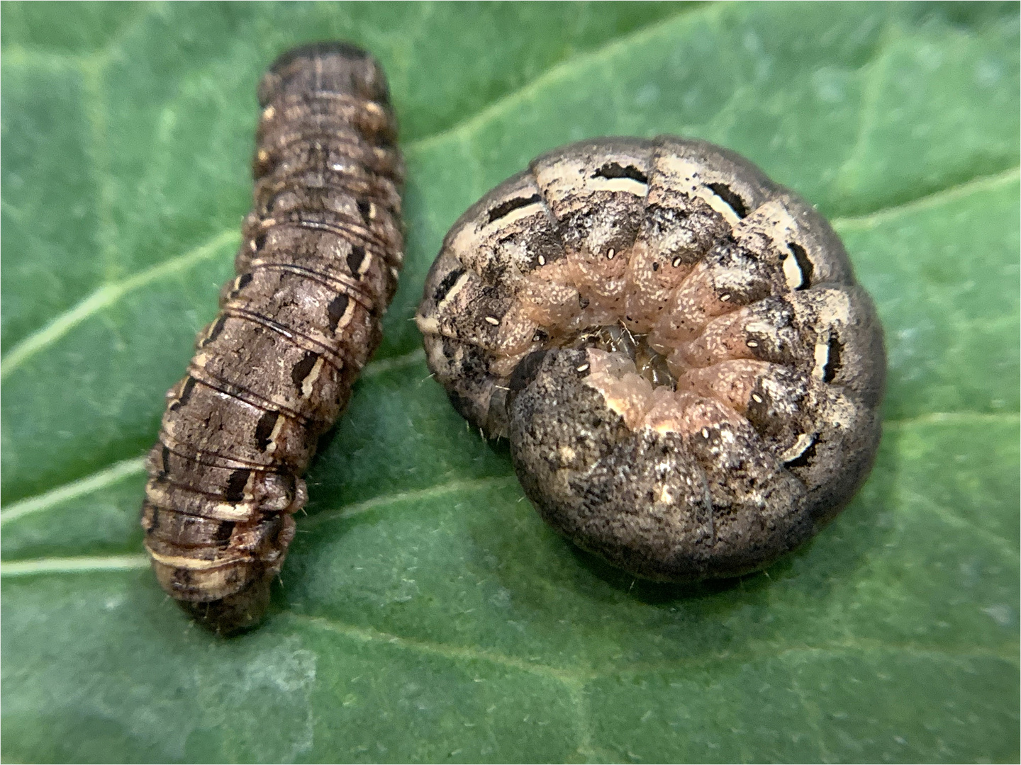  Raupen der `Hausmutter ` ( Noctua pronuba) 