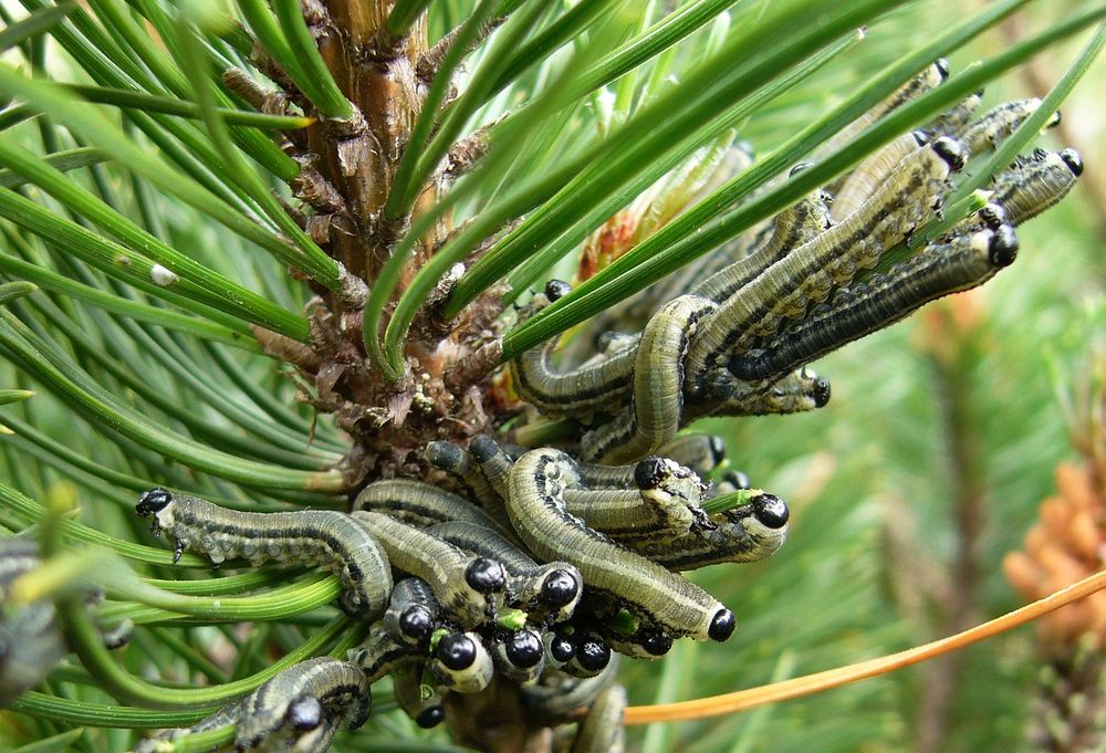 "Raupen" der Kiefernbuschhornblattwespe - Neodiprion sertifer